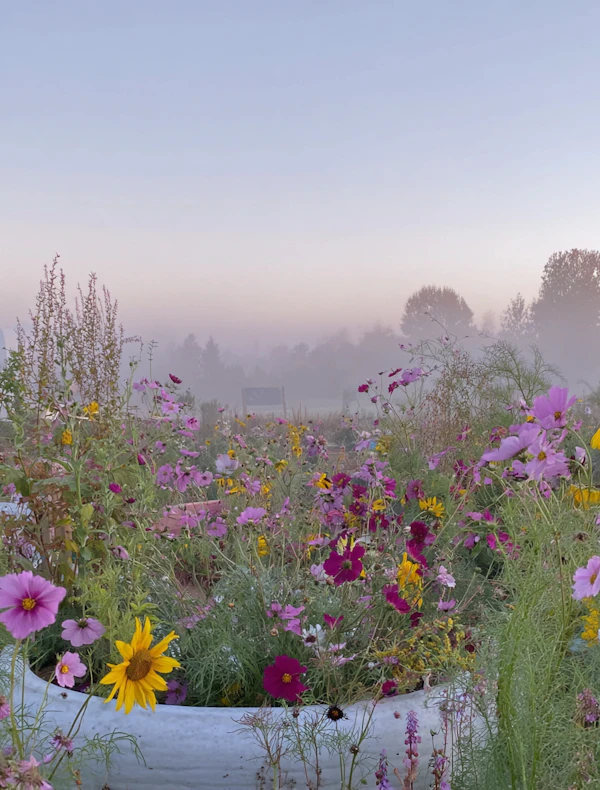 Serene Garden Scene