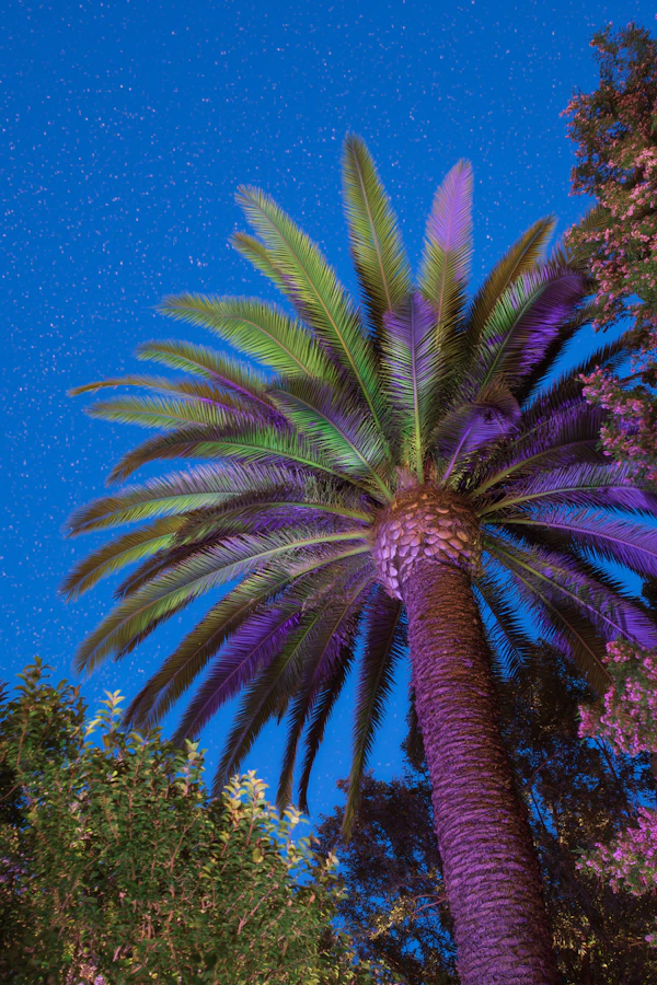 Illuminated Colorful Palm Tree