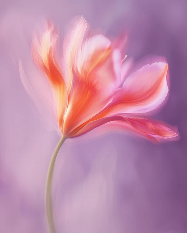 Dreamy Tulip Close-Up