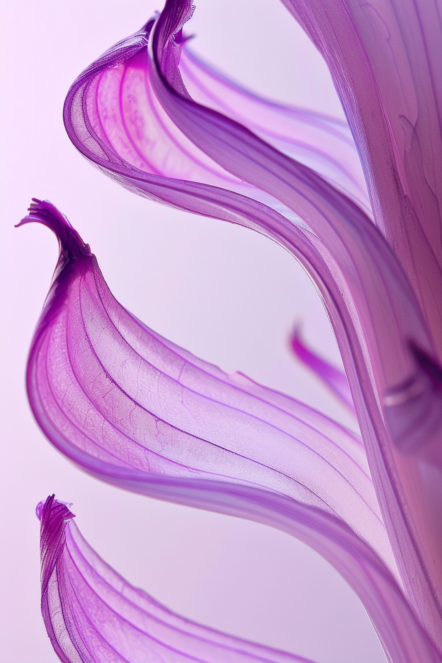 Purple Petals Close-Up