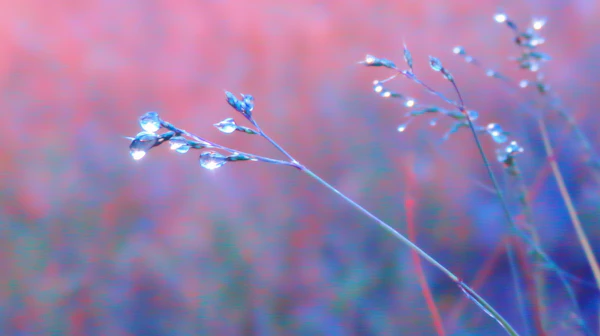 Sparkling Grass Stems