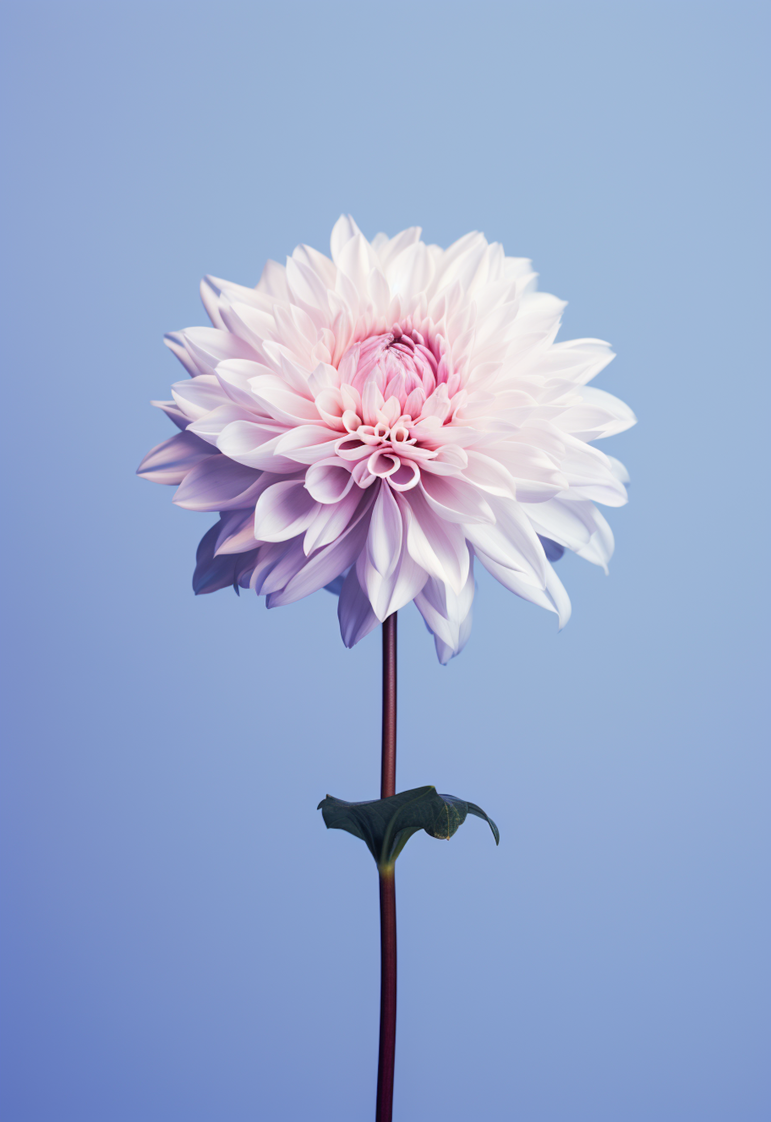 Subtle Pink Gradient Dahlia