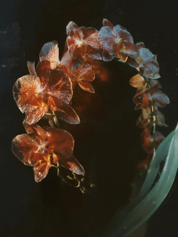 Orchid Elegance