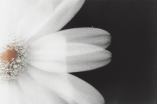 Black-and-White Daisy