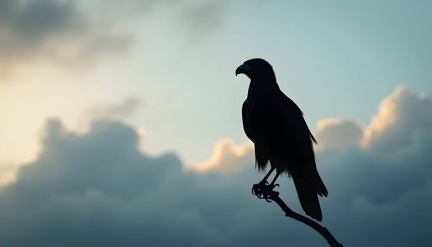 Silhouette of Bird on Branch