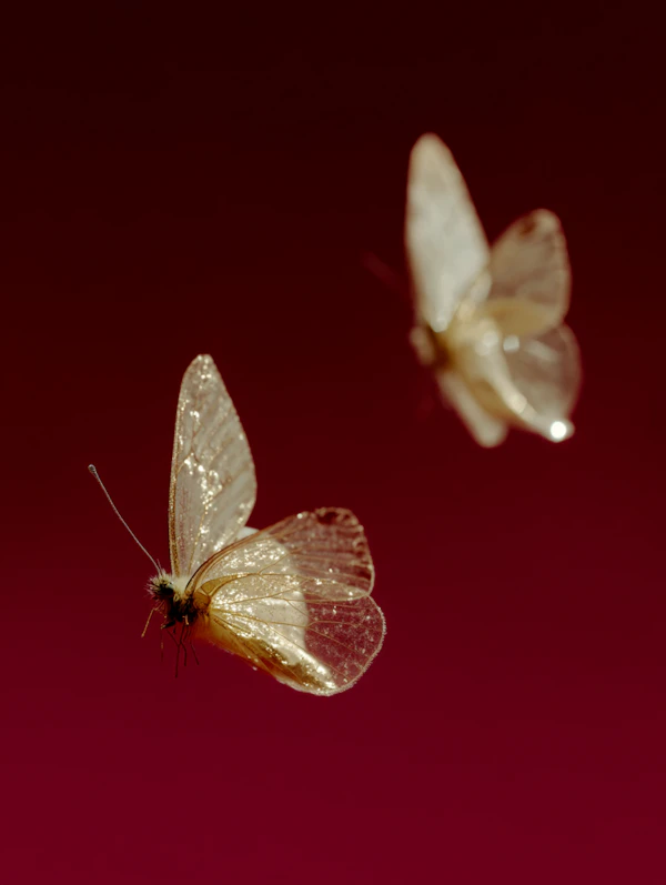 Butterflies in Flight