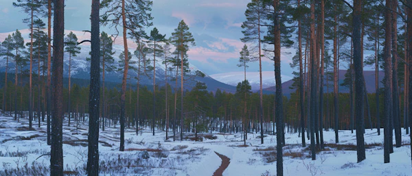 Serene Winter Landscape