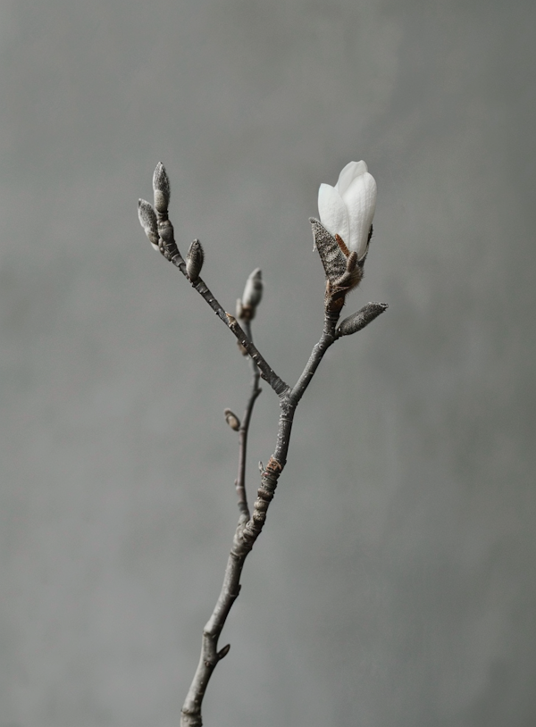 Serene Magnolia Branch