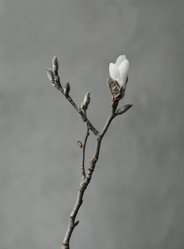 Serene Magnolia Branch