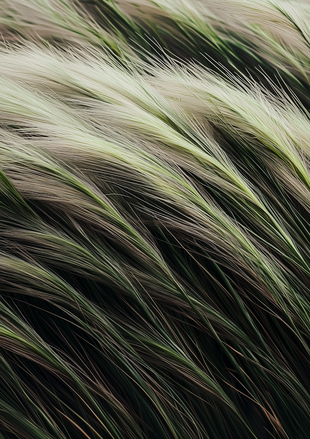 Close-up of Swaying Grasses