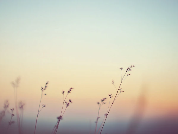 Dreamy Grass Stems