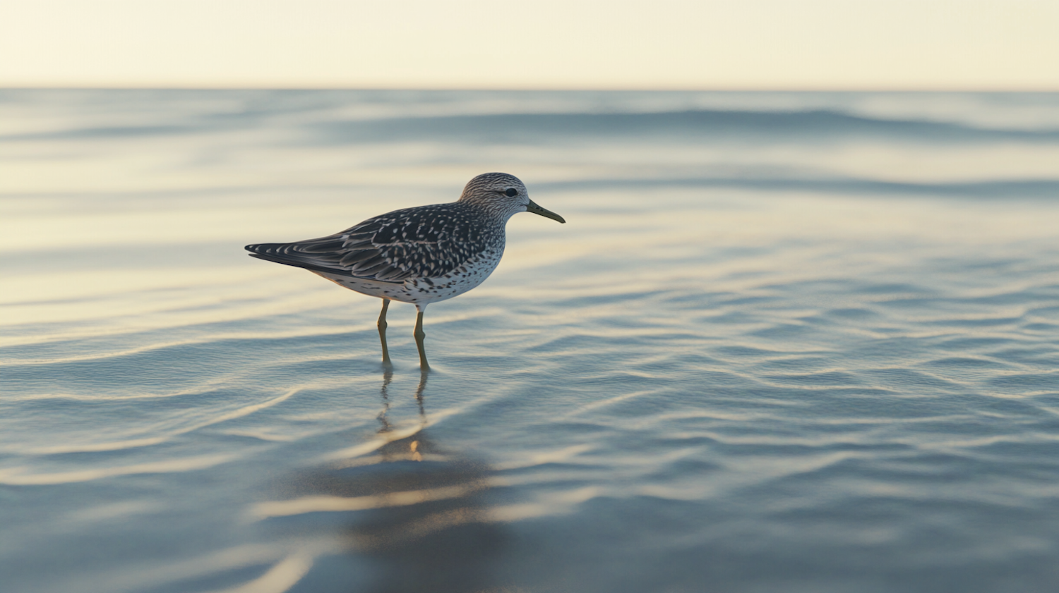 Solitary Bird at the Water's Edge