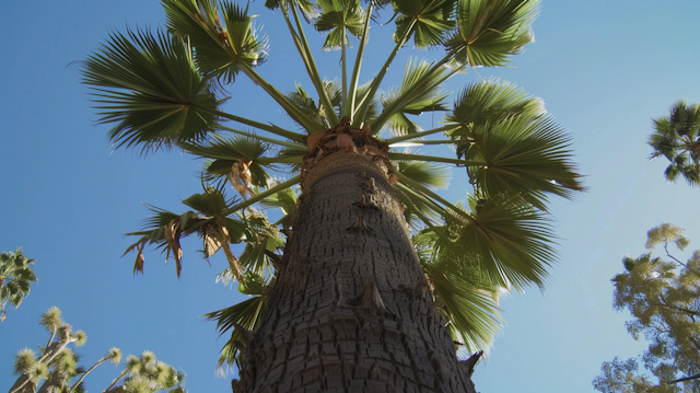 Towering Palm Tree