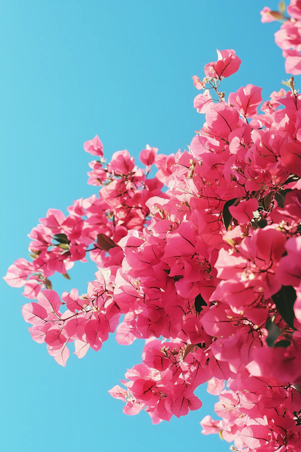 Bougainvillea in Sunlight