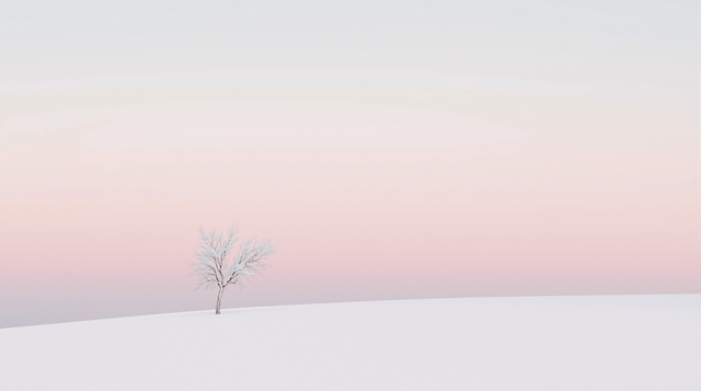 Solitary Tree on Snowy Slope