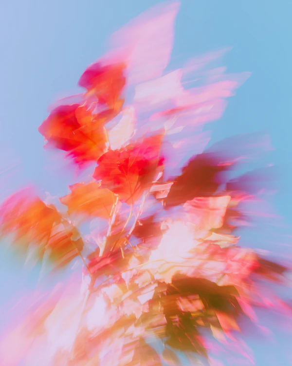 Autumn Leaves in Motion
