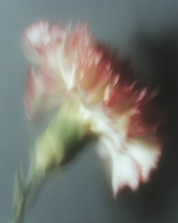 Delicate Carnation Bloom
