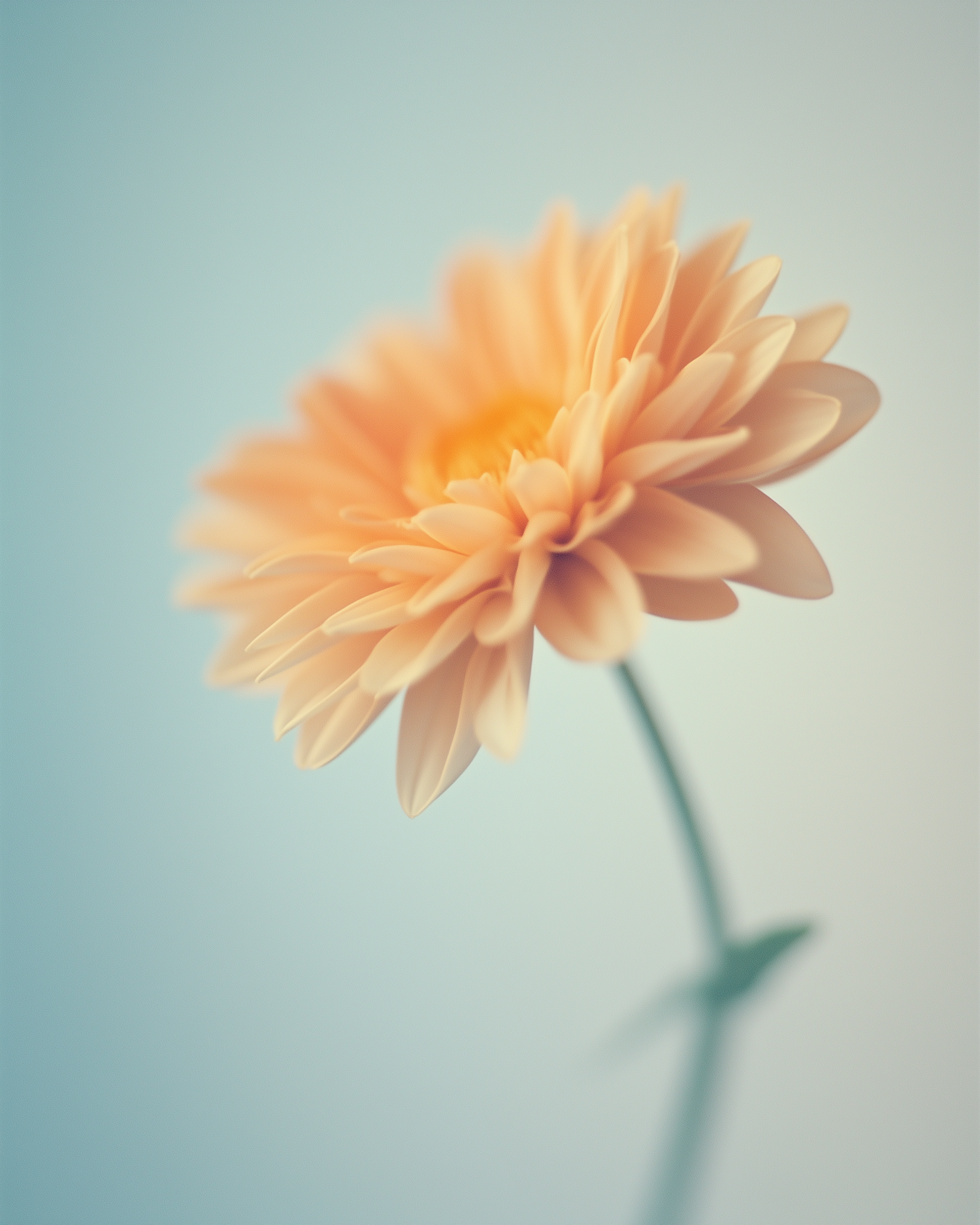 Peach Flower Close-Up