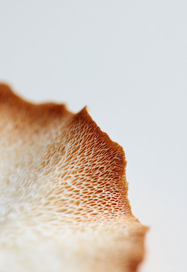 Textured Organic Surface