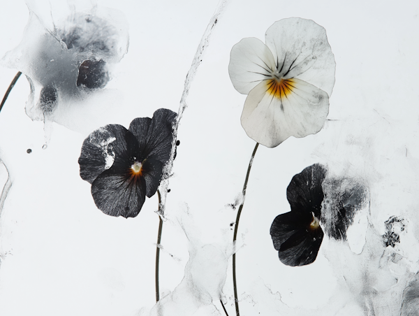 Frozen Pansies