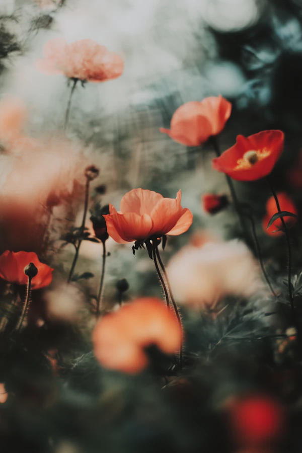 Vibrant Orange Poppies