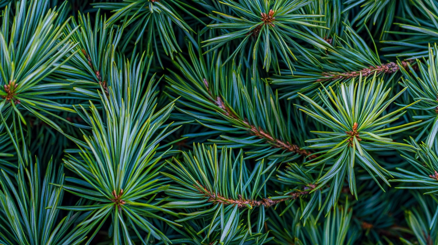 Close-up of Pine Needles