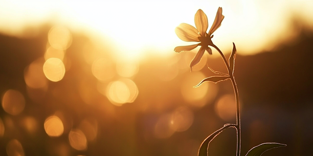 Silhouetted Flower at Sunset