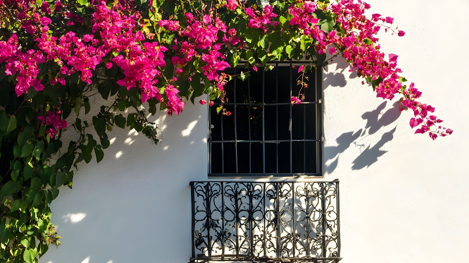 Bougainvillea Adorned Window