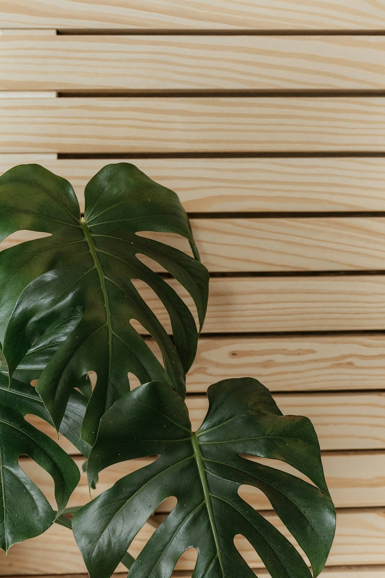 Lush Monstera Leaves Against Wooden Slats