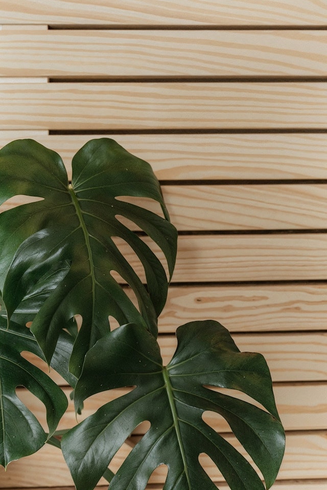 Lush Monstera Leaves Against Wooden Slats