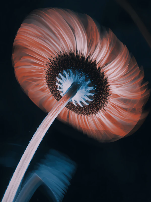 Ethereal Flower Close-Up