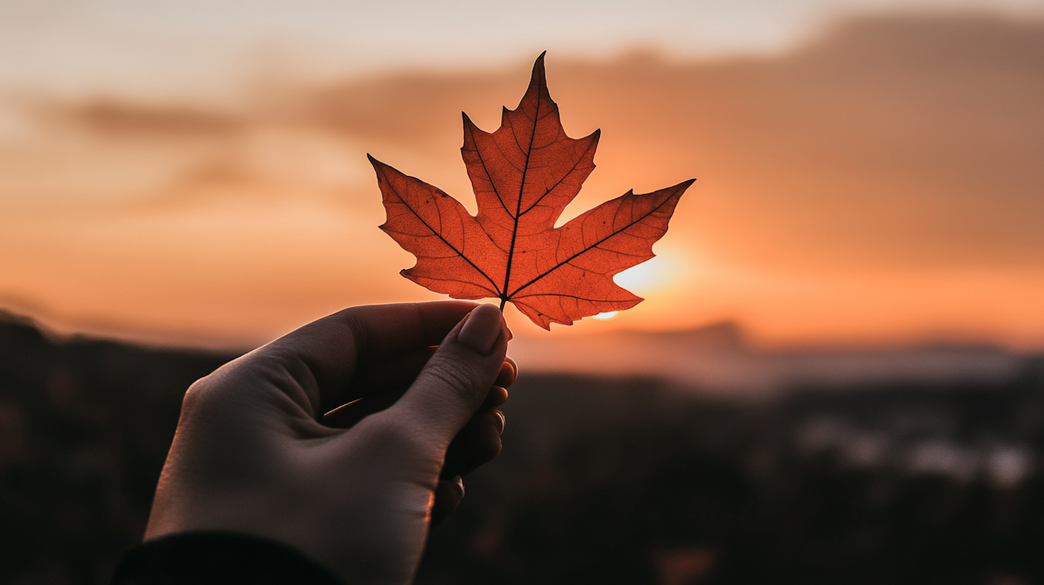 Maple Leaf at Sunset