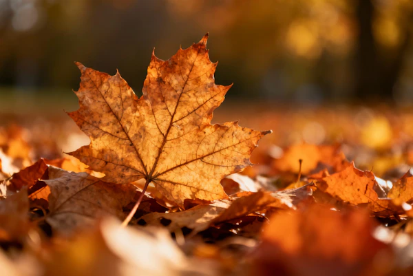 Autumn Leaf Close-Up