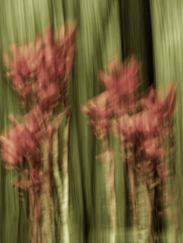 Abstract Nature Scene