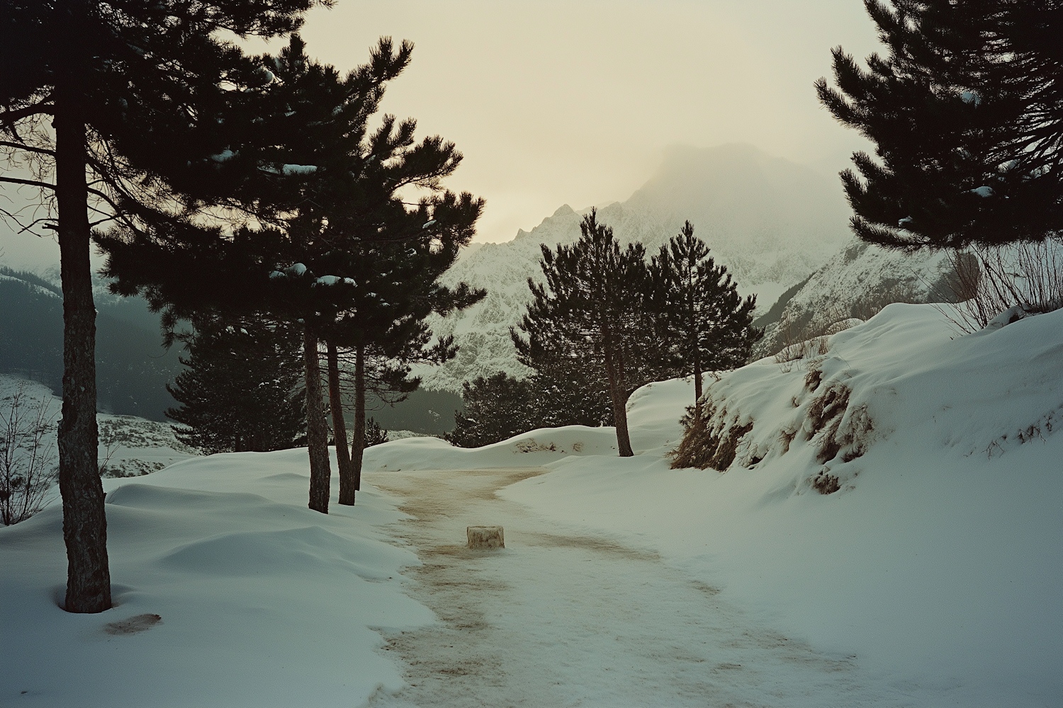 Serene Winter Sunset in the Forest