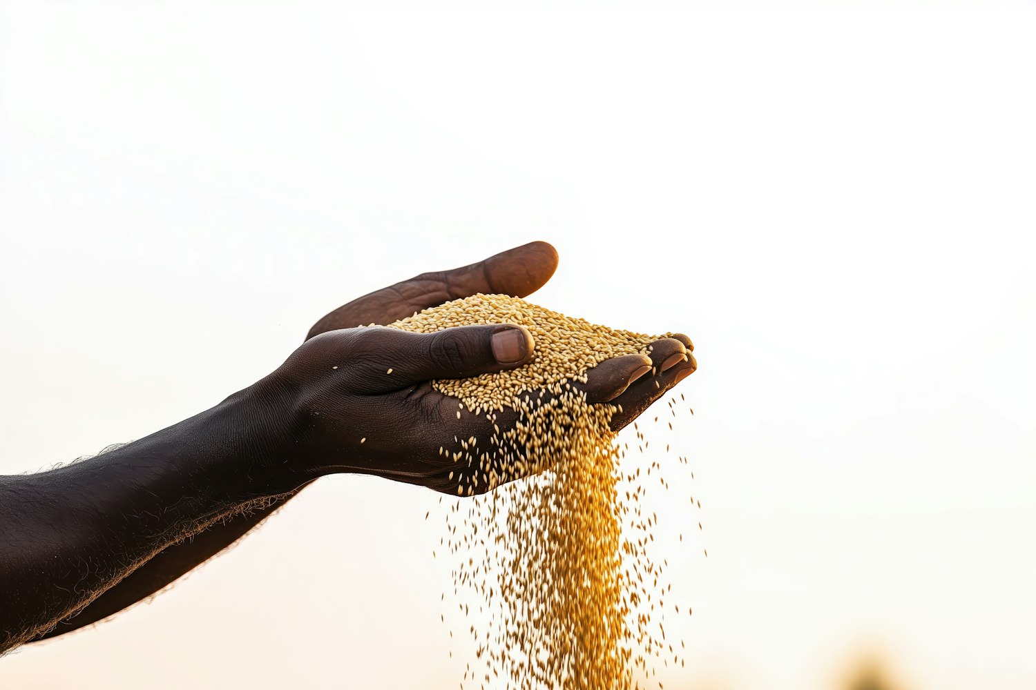 Hands Holding Grains