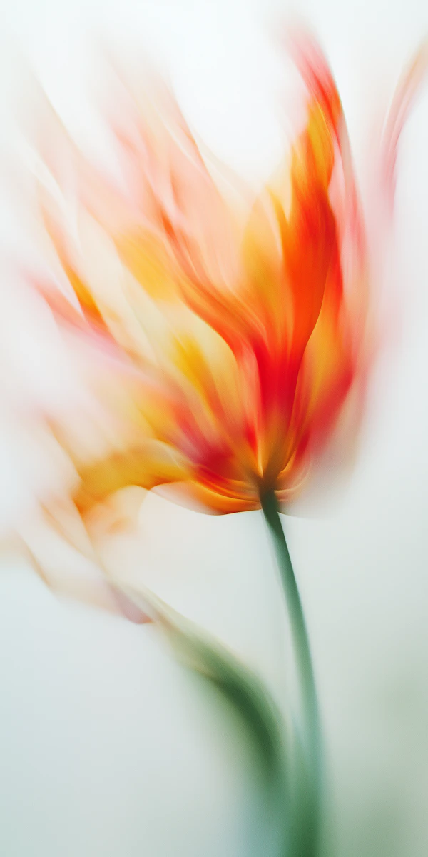 Abstract Flower Art