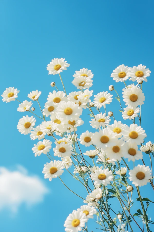 White Daisies in Bloom