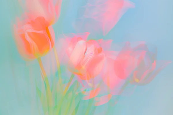 Ethereal Tulip Dream
