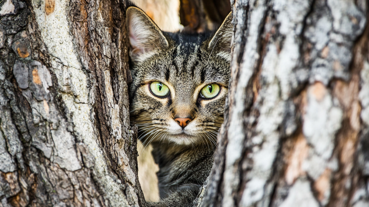 Tabby Cat in Nature