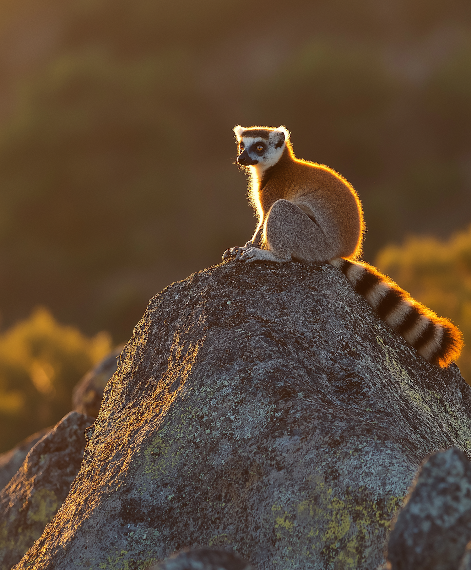 Serene Wilderness with Lemur