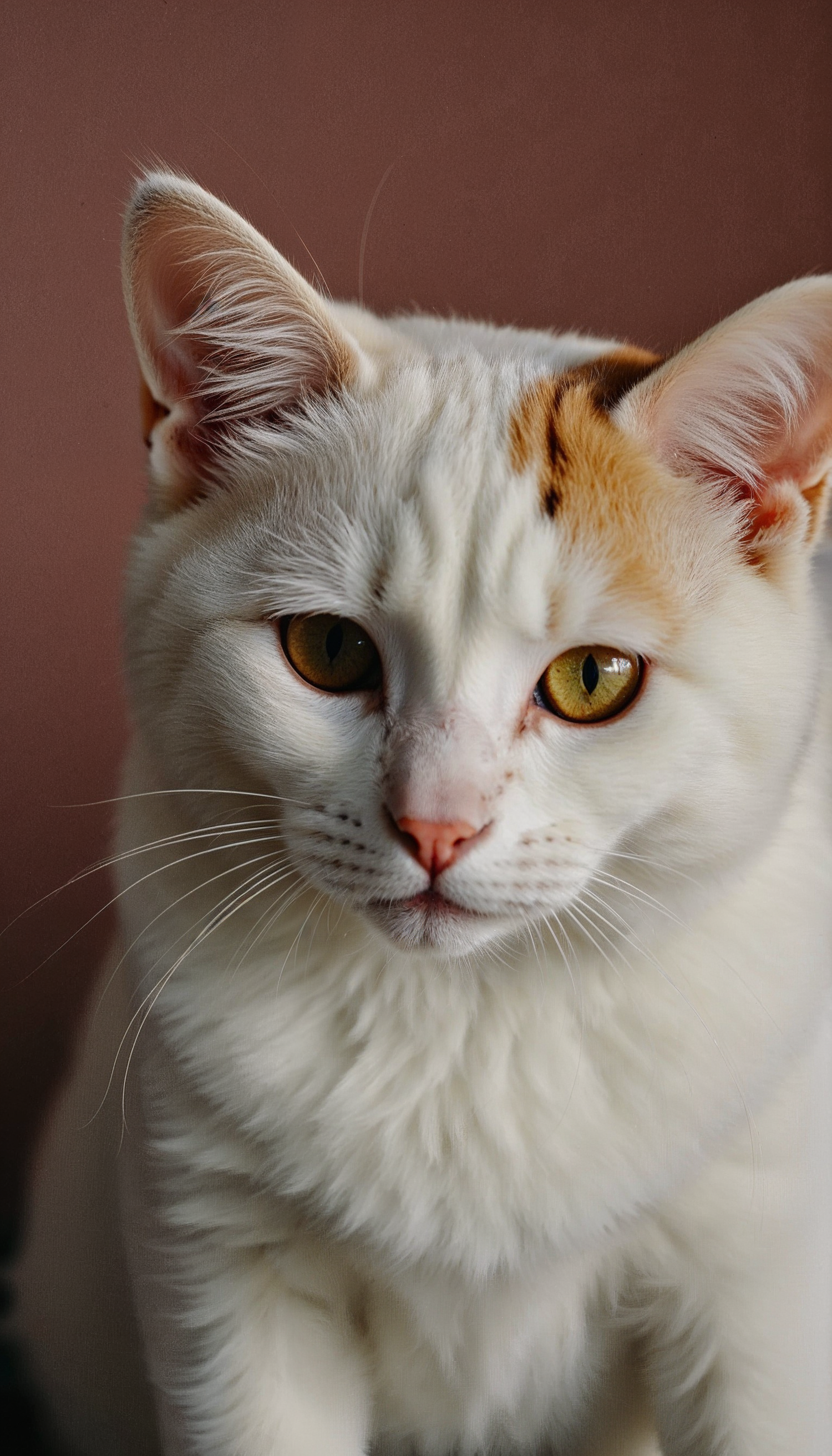 Golden-Eyed Cat Close-Up