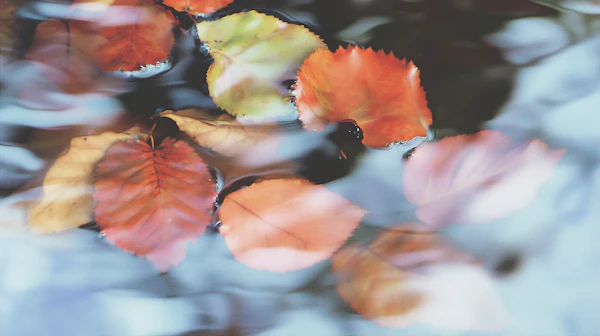 Autumn Leaves on Water