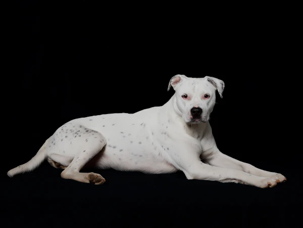 Cute Dogo Argentino Resting