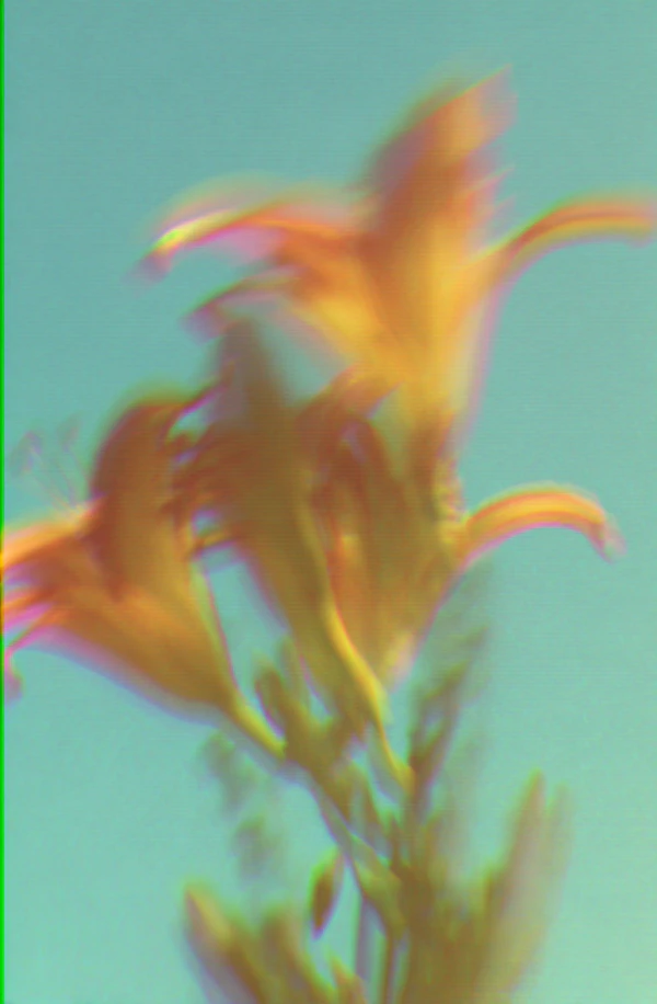 Ethereal Flower Close-Up