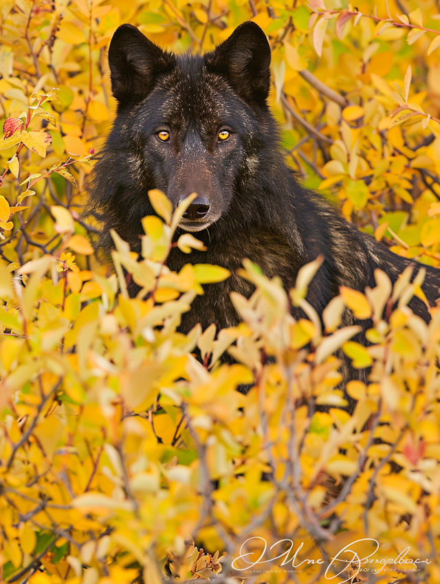 Black Wolf in Autumn Foliage