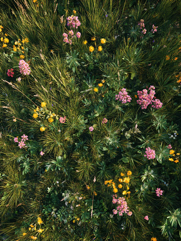 Vibrant Wildflower Meadow