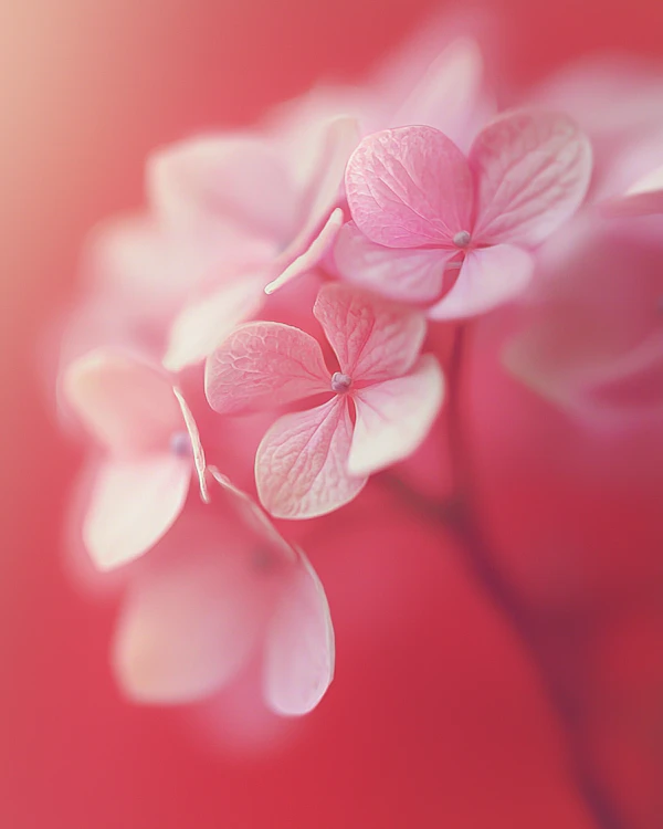 Delicate Pink Hydrangeas