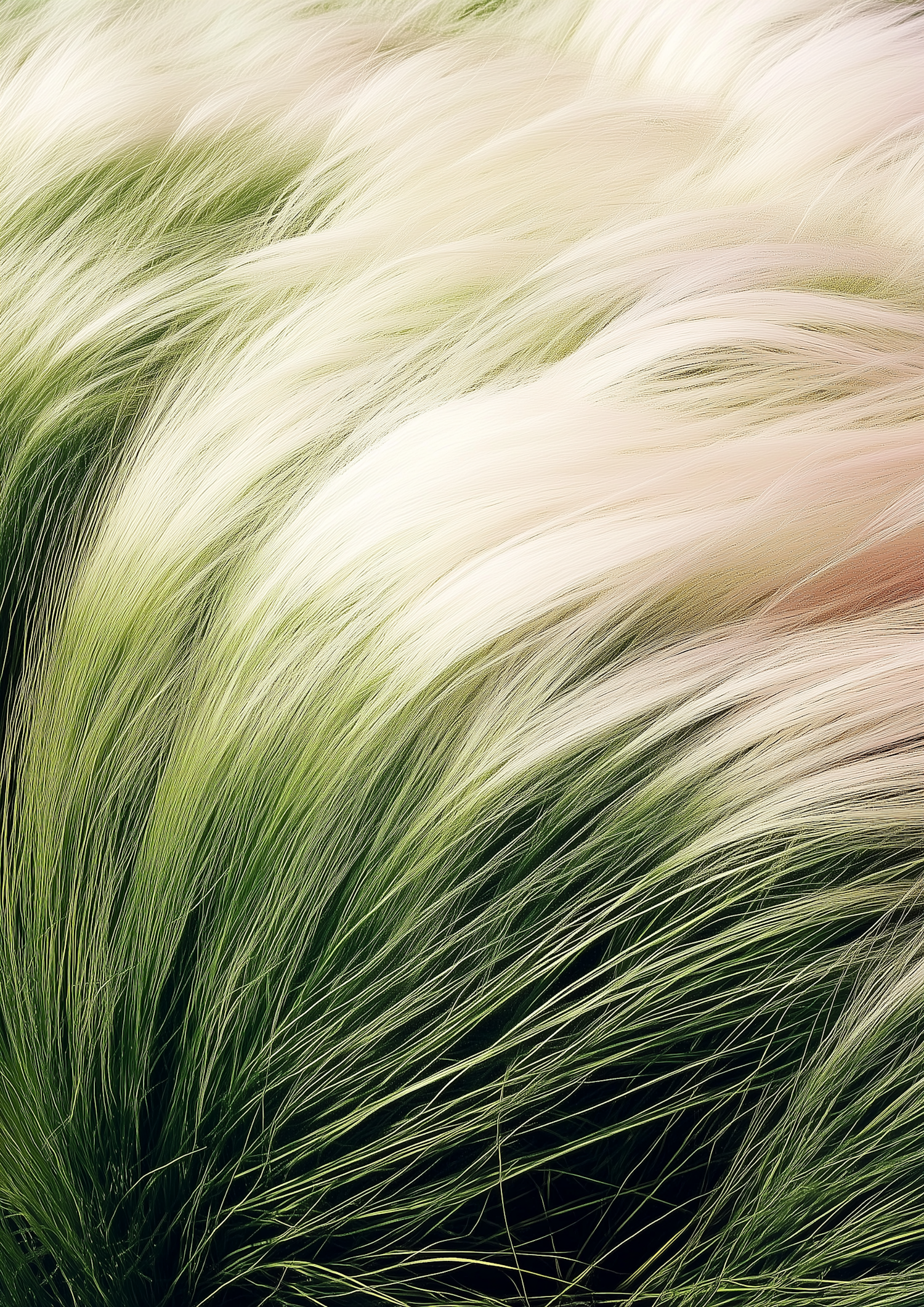 Ornamental Grass Close-Up