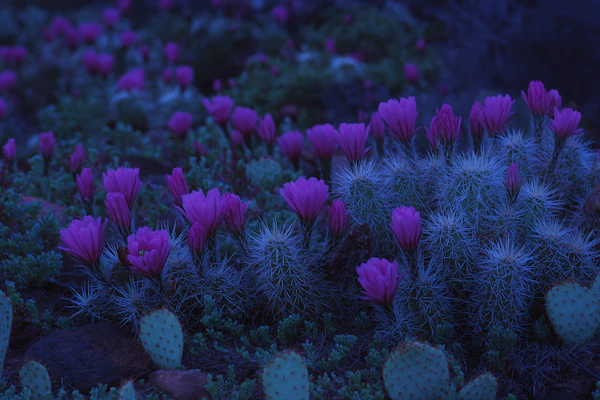 Nighttime Desert Scene